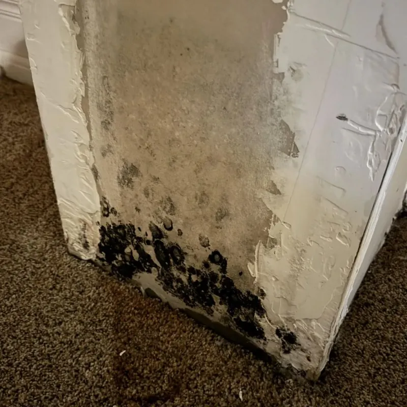 Professional Mold Removal in Sonoma, CA